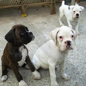 ExcellentShowqualityboxerpuppiesforsale